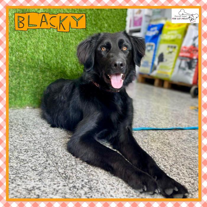Blacky