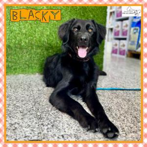Blacky