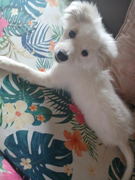 Olaf