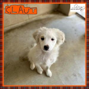 Olaf