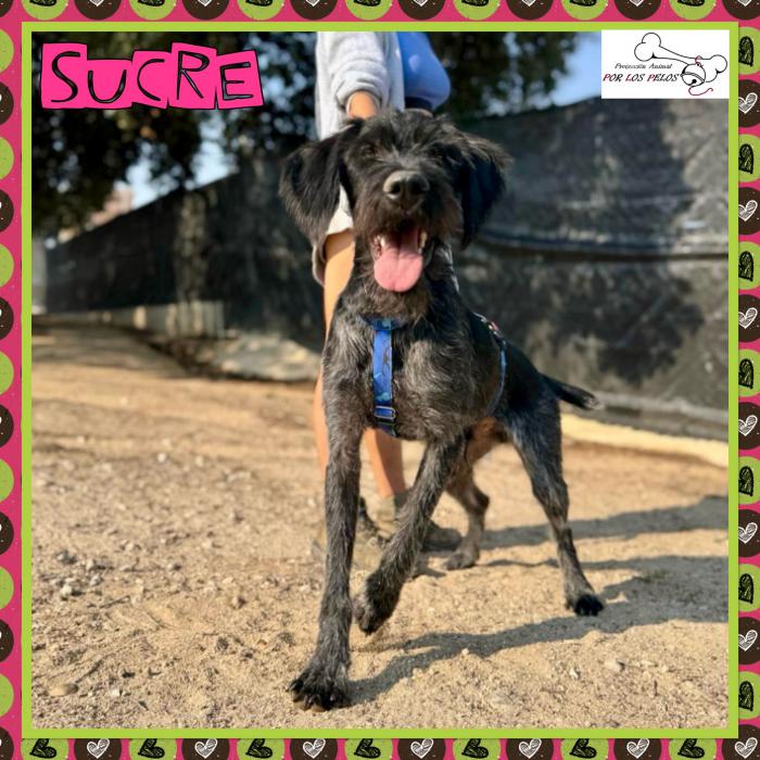 Sucre
