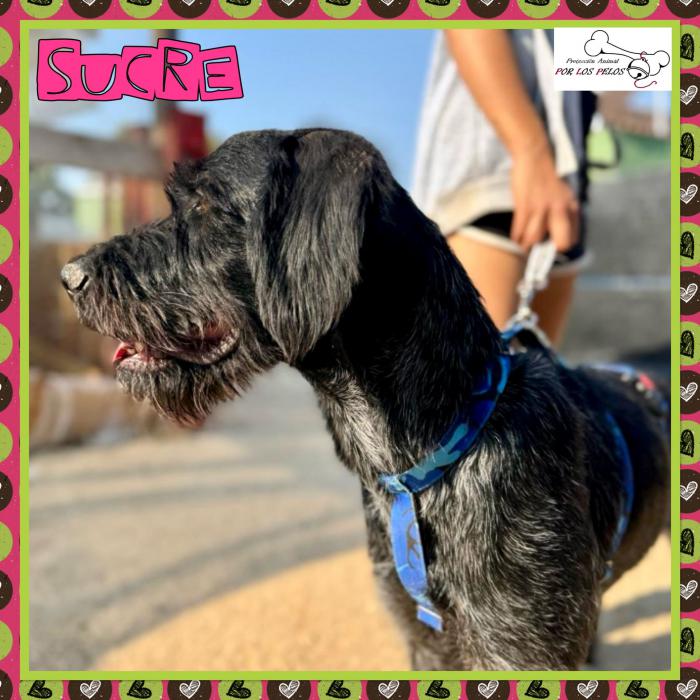 Sucre