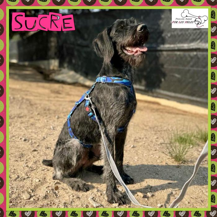 Sucre