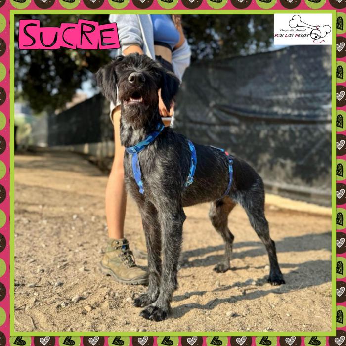Sucre