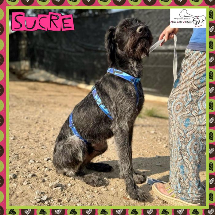 Sucre
