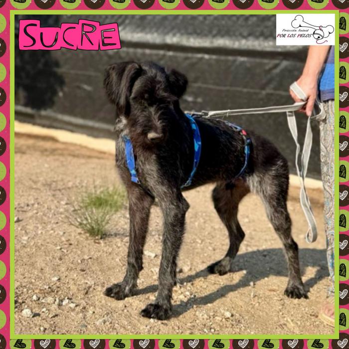 Sucre