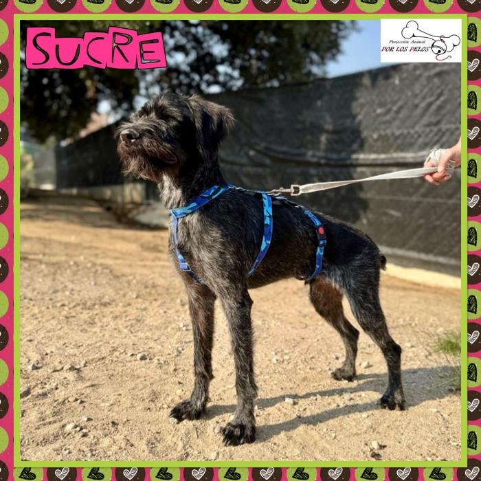 Sucre