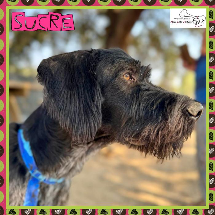 Sucre