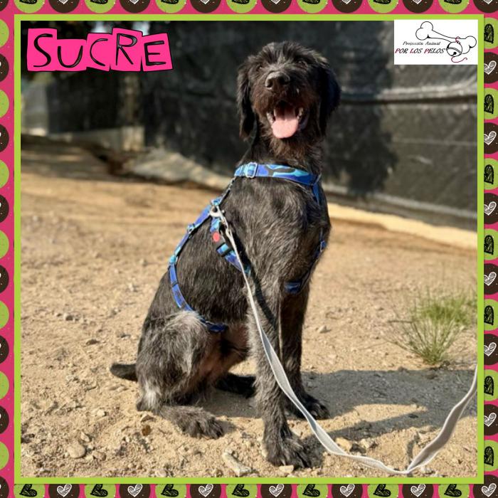 Sucre
