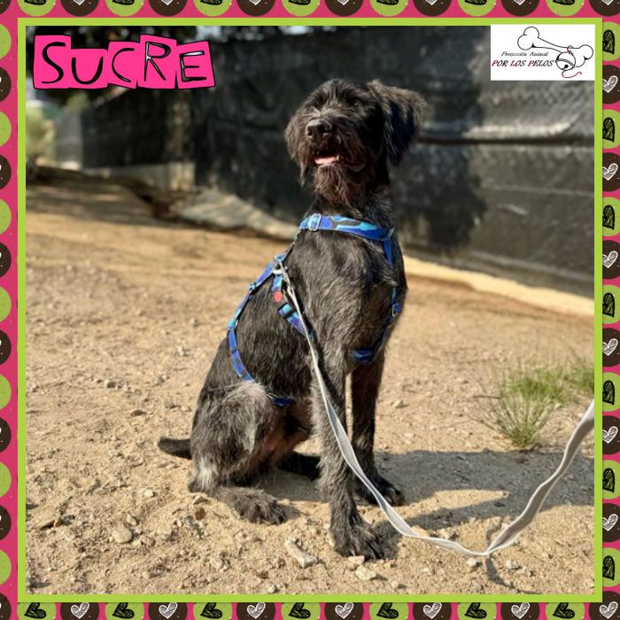 Sucre