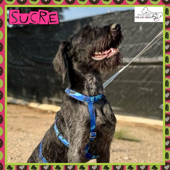 Sucre
