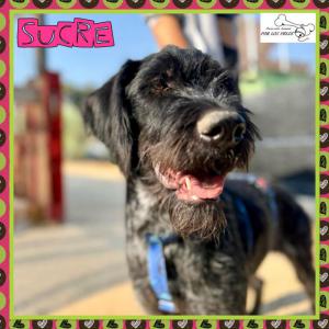 Sucre
