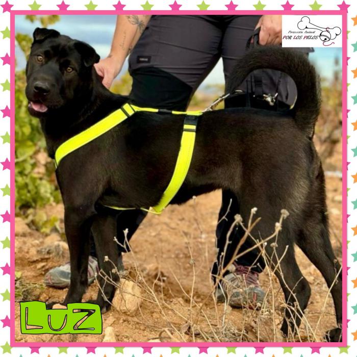 Luz