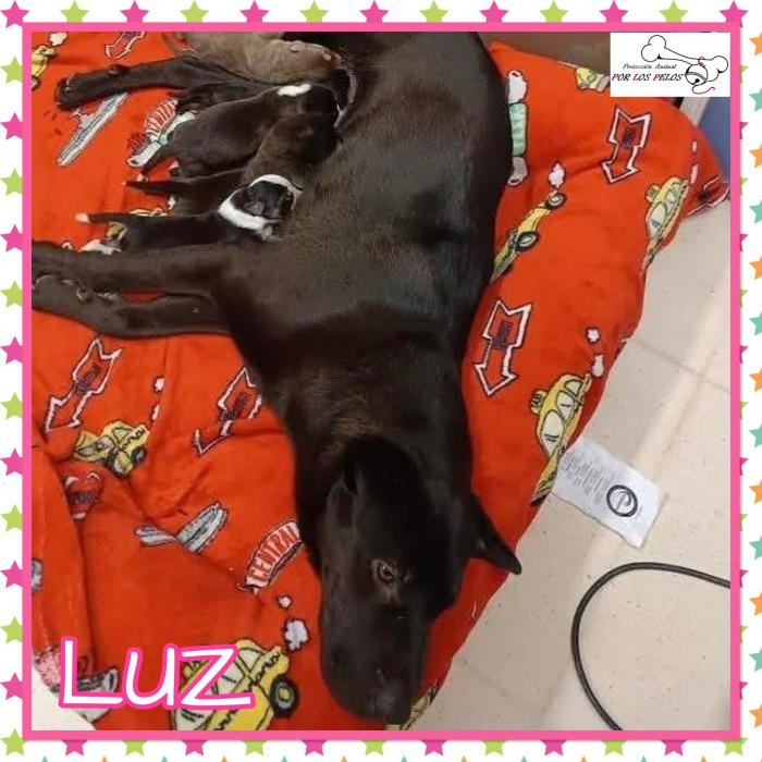 Luz