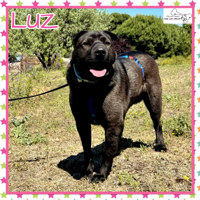 Luz