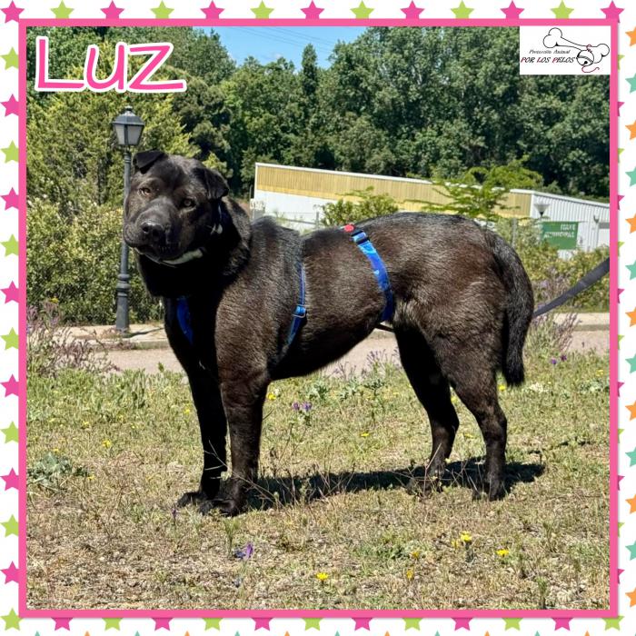 Luz
