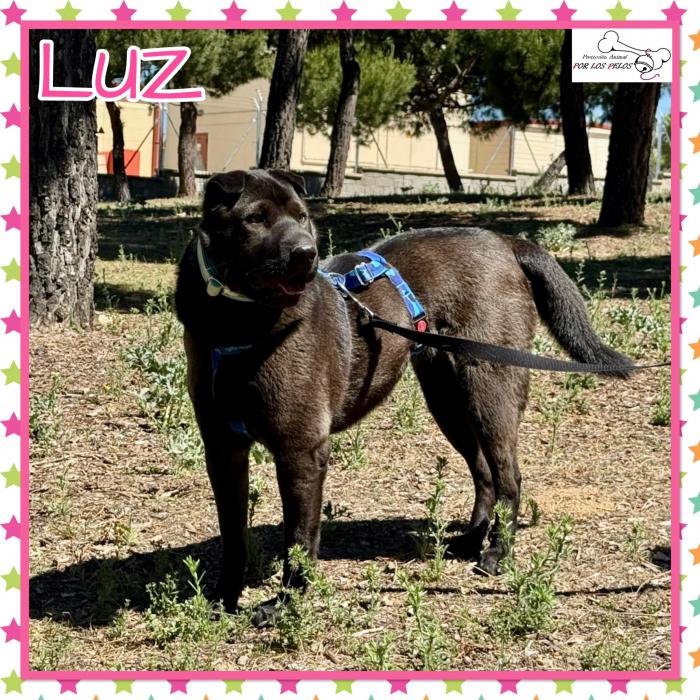 Luz