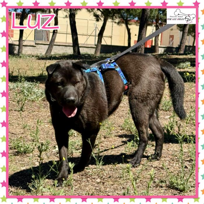 Luz