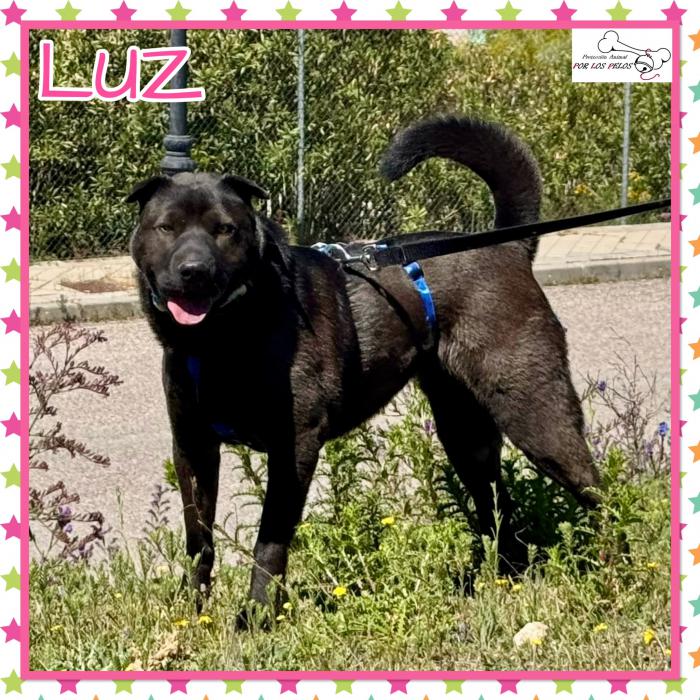 Luz