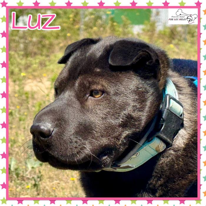 Luz