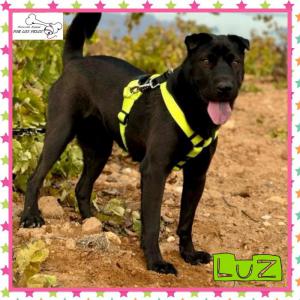 Luz