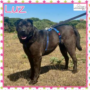 Luz