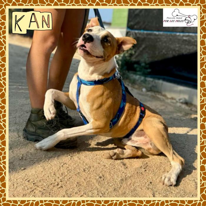 kan