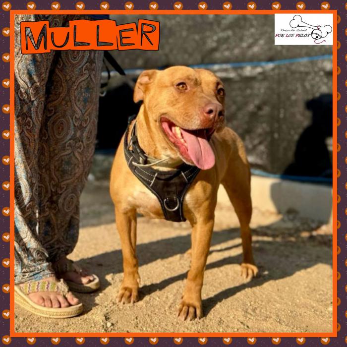 Muller