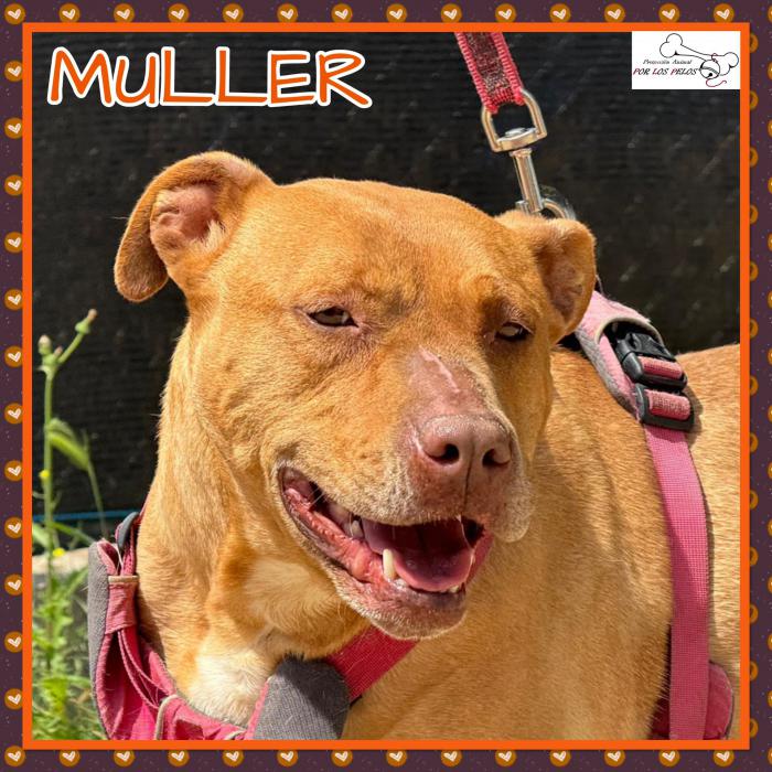 Muller
