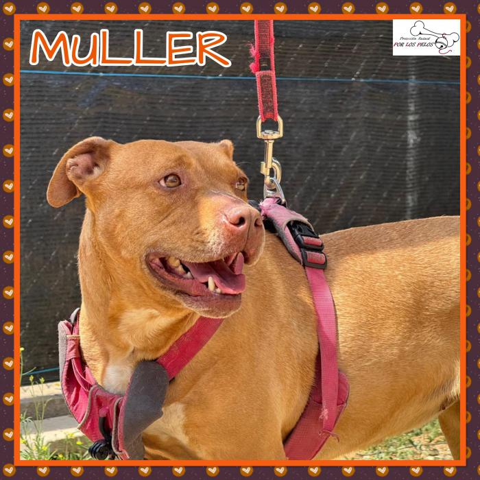 Muller