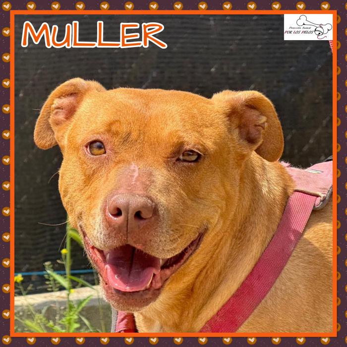 Muller
