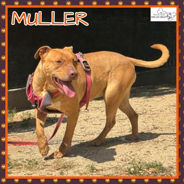 Muller