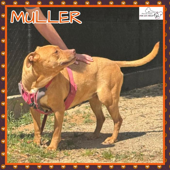 Muller