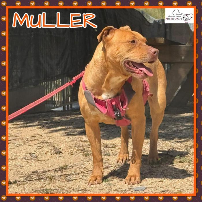 Muller