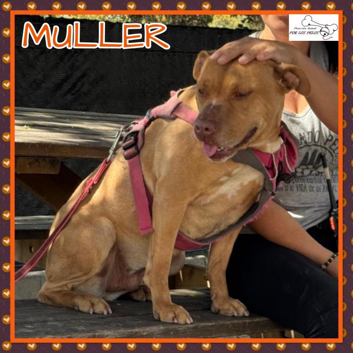 Muller