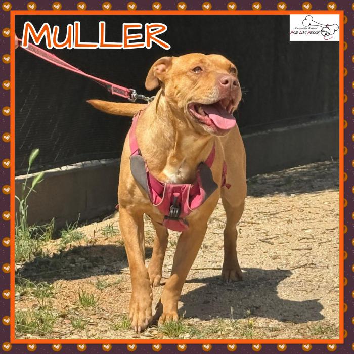 Muller