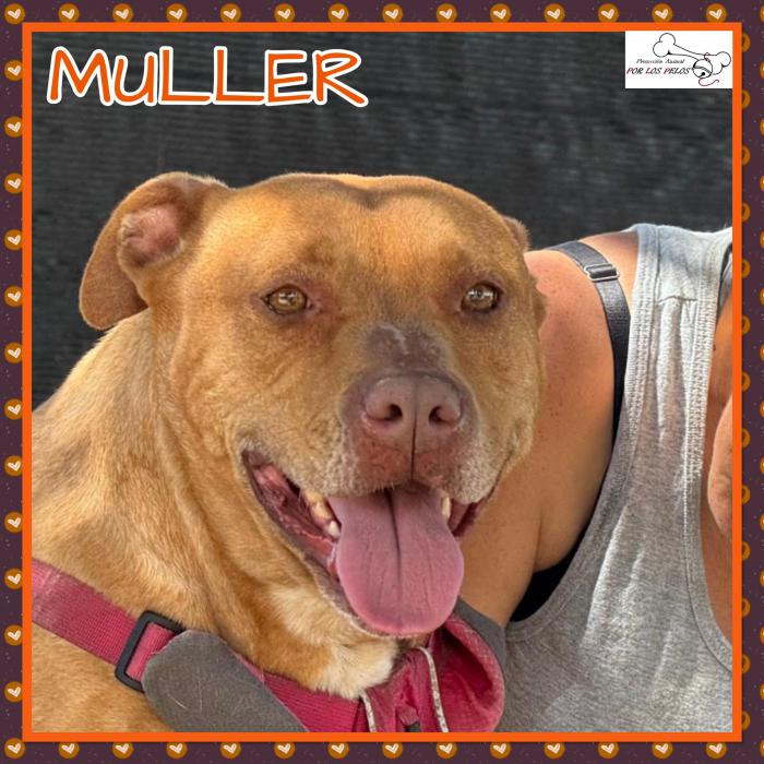 Muller