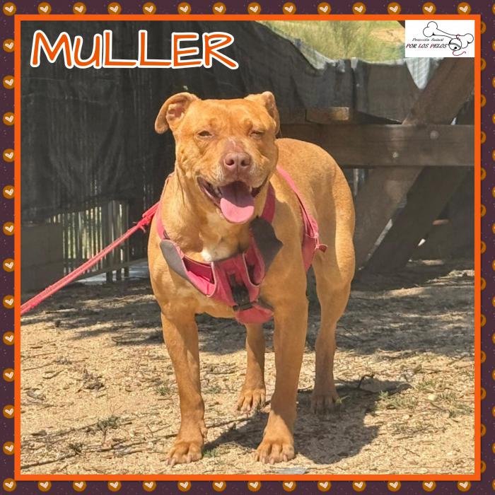 Muller