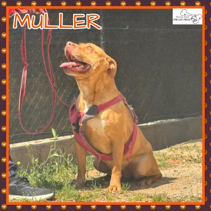 Muller