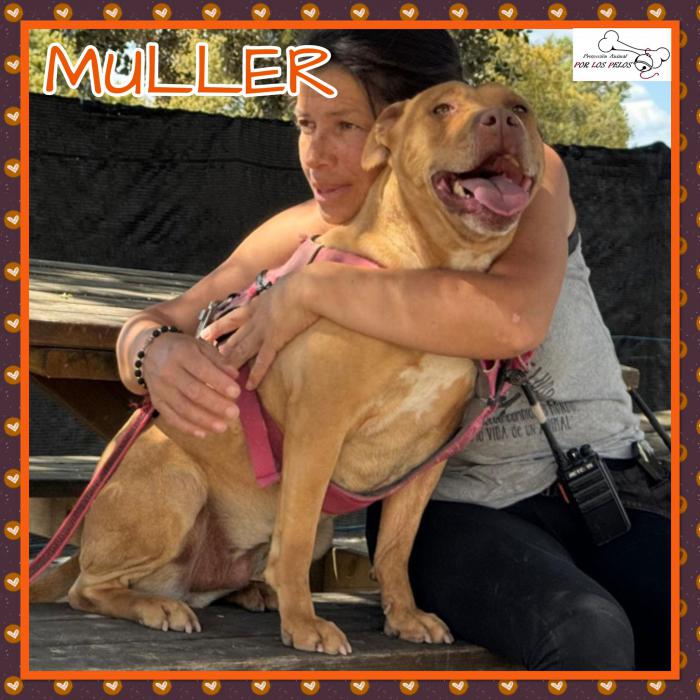 Muller