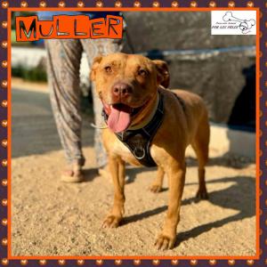 Muller