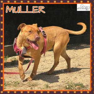 Muller