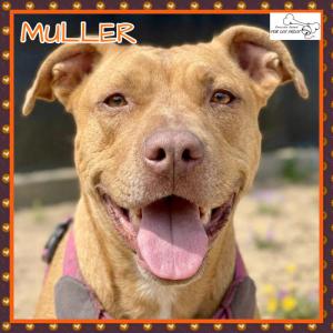 Muller