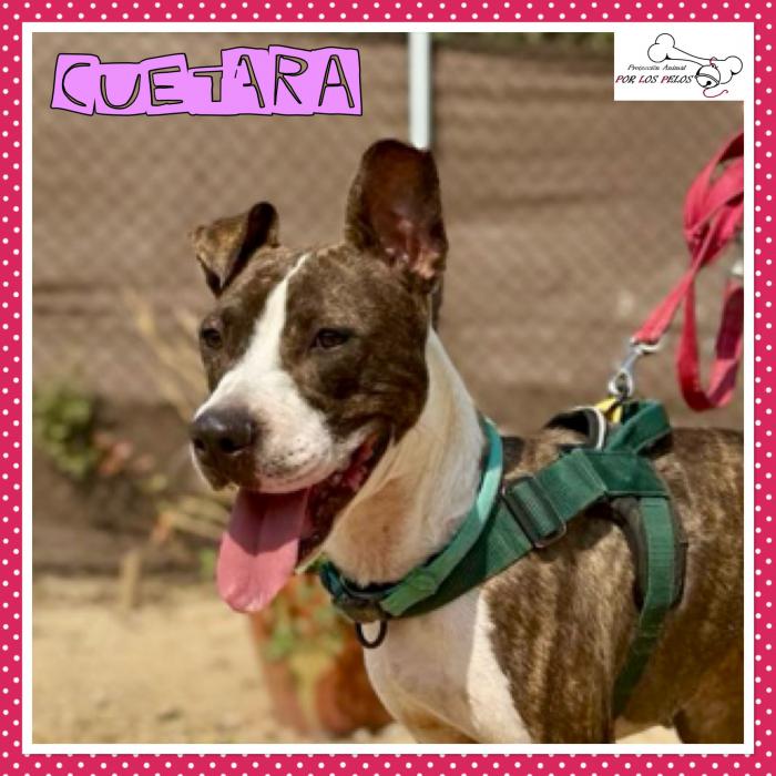 Cuetara