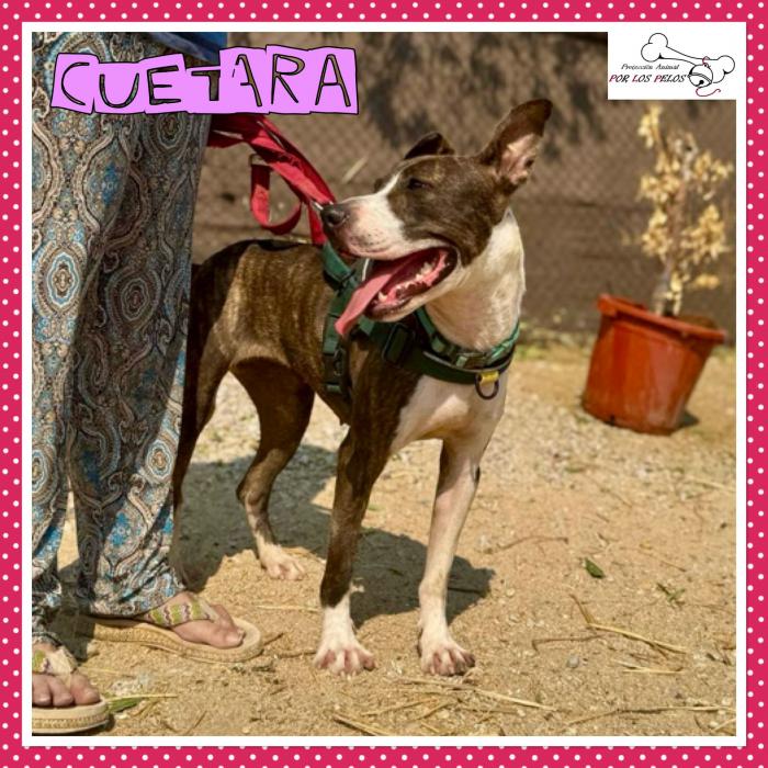 Cuetara