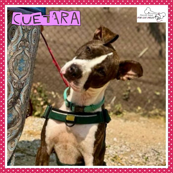 Cuetara