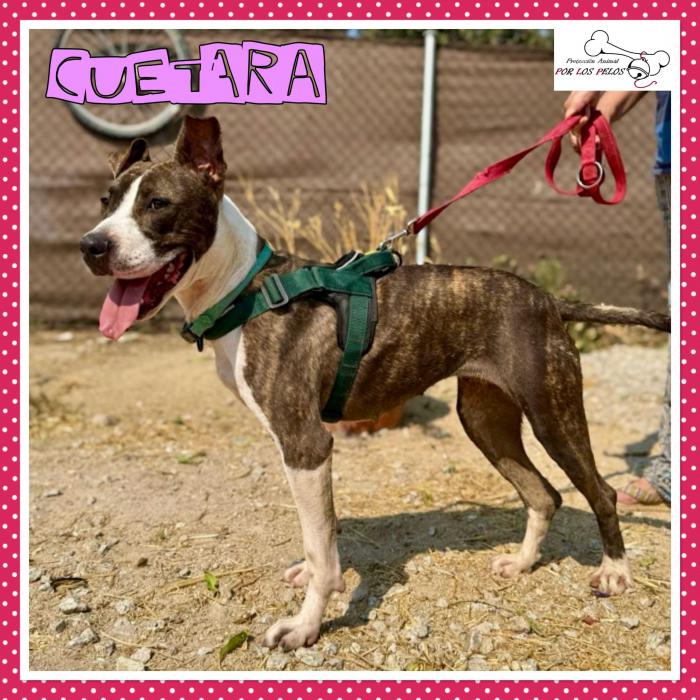 Cuetara