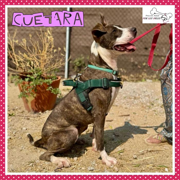 Cuetara