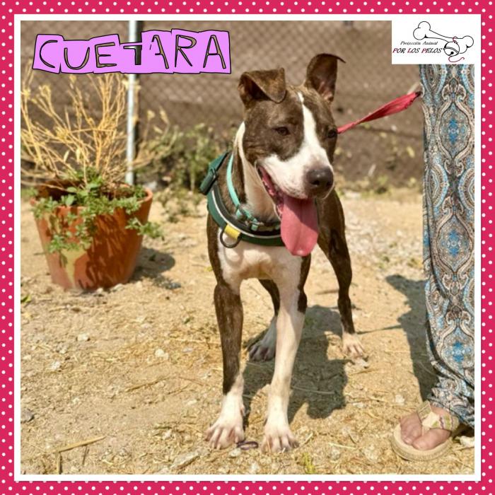 Cuetara