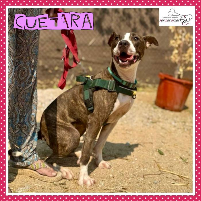 Cuetara